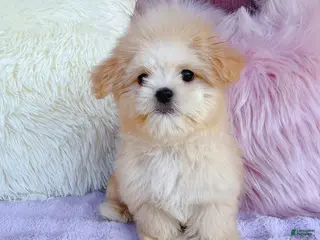 Malshi dogs 🩷 Cookie 🩷 - Ad 2