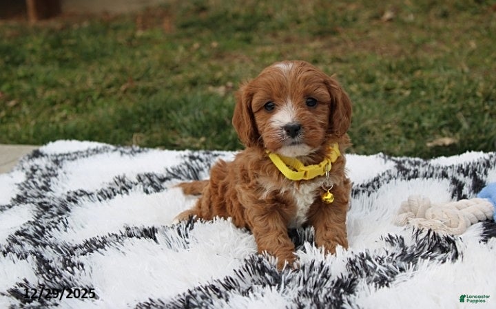 Cavapoo dogs Easton - Ad 6