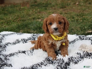 Cavapoo dogs Easton - Ad 6