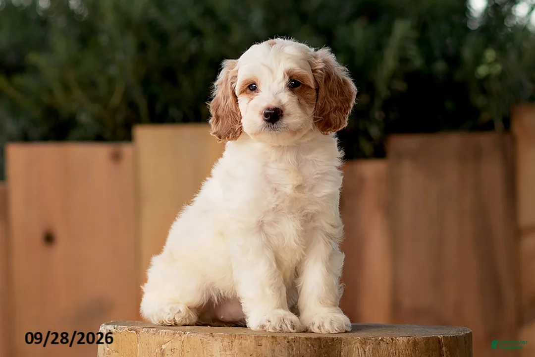 Mini Goldendoodle dogs for sale: Trooper - Ad 2