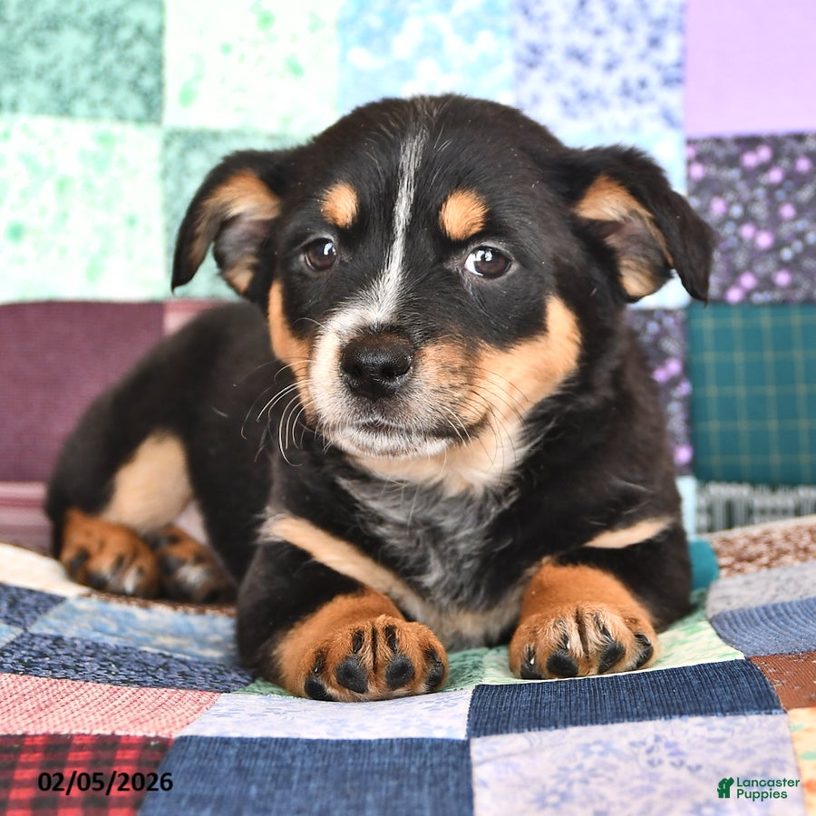 Mixed Breed dogs Frolic - Ad 2