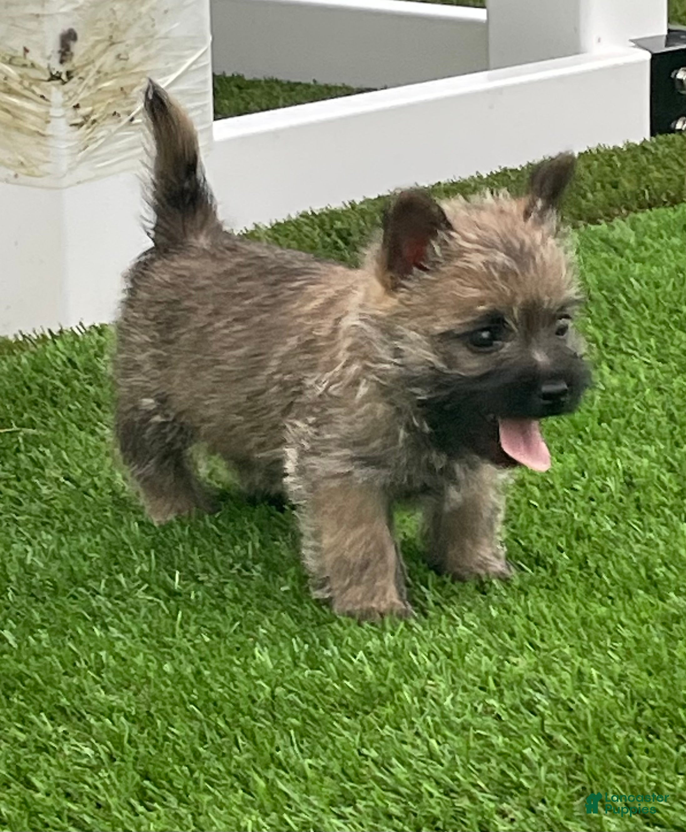 Cairn Terrier dogs Duke - Ad 1