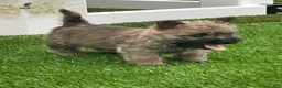 Cairn Terrier dogs for sale: Duke - Ad 1
