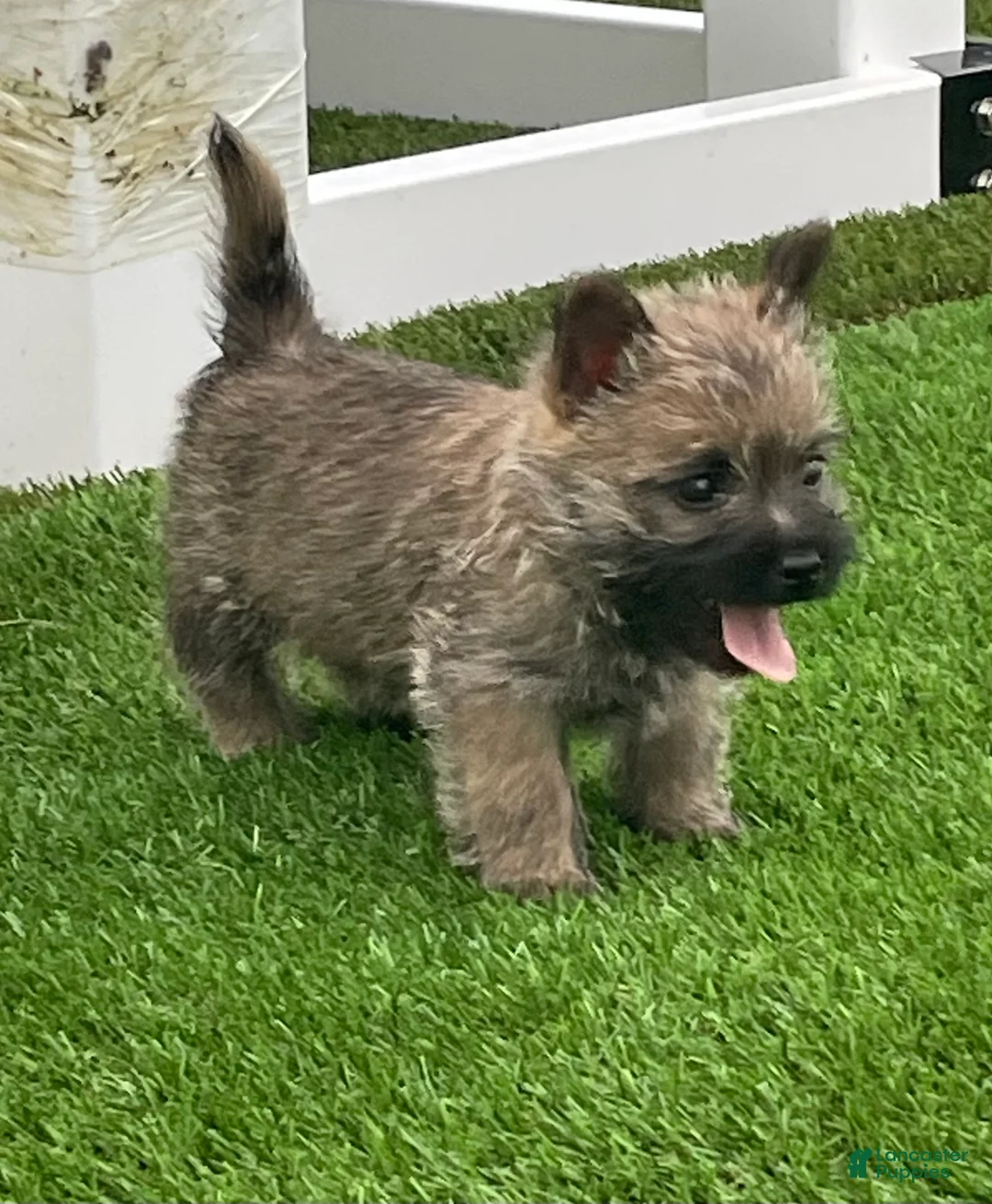 Cairn Terrier dogs for sale: Duke - Ad 1