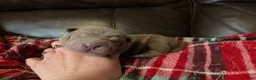 Shar Pei dogs for sale: Parker - Ad 1