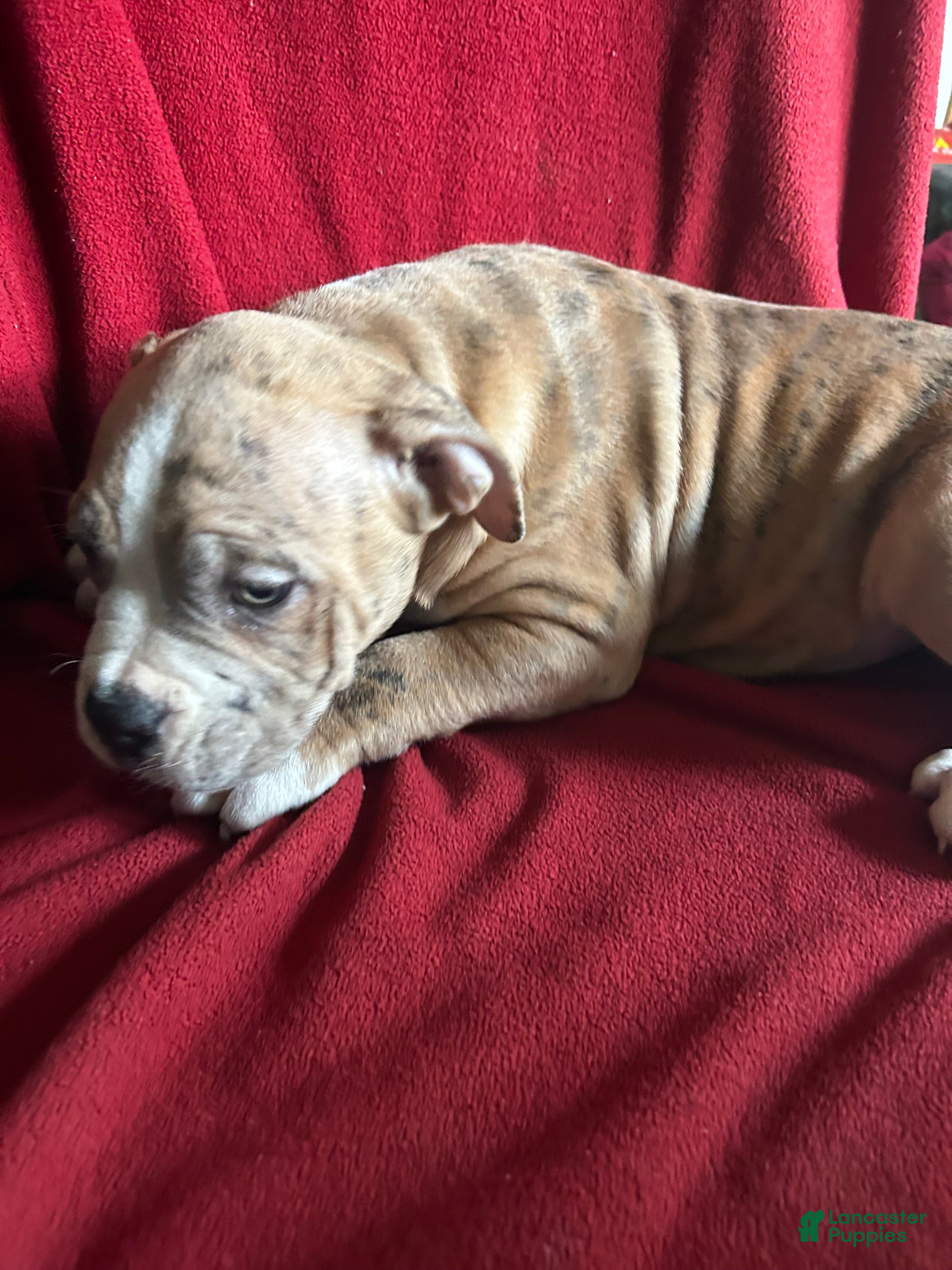 American Bully dogs American Bully Puppy 1 - Ad 2