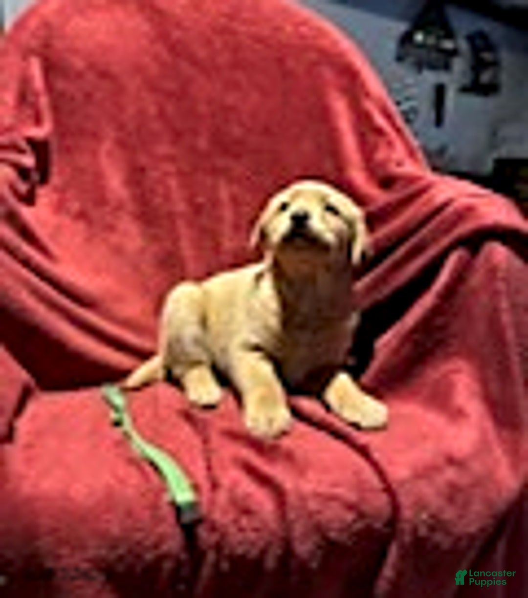 Goldador dogs for sale: April - Ad 12