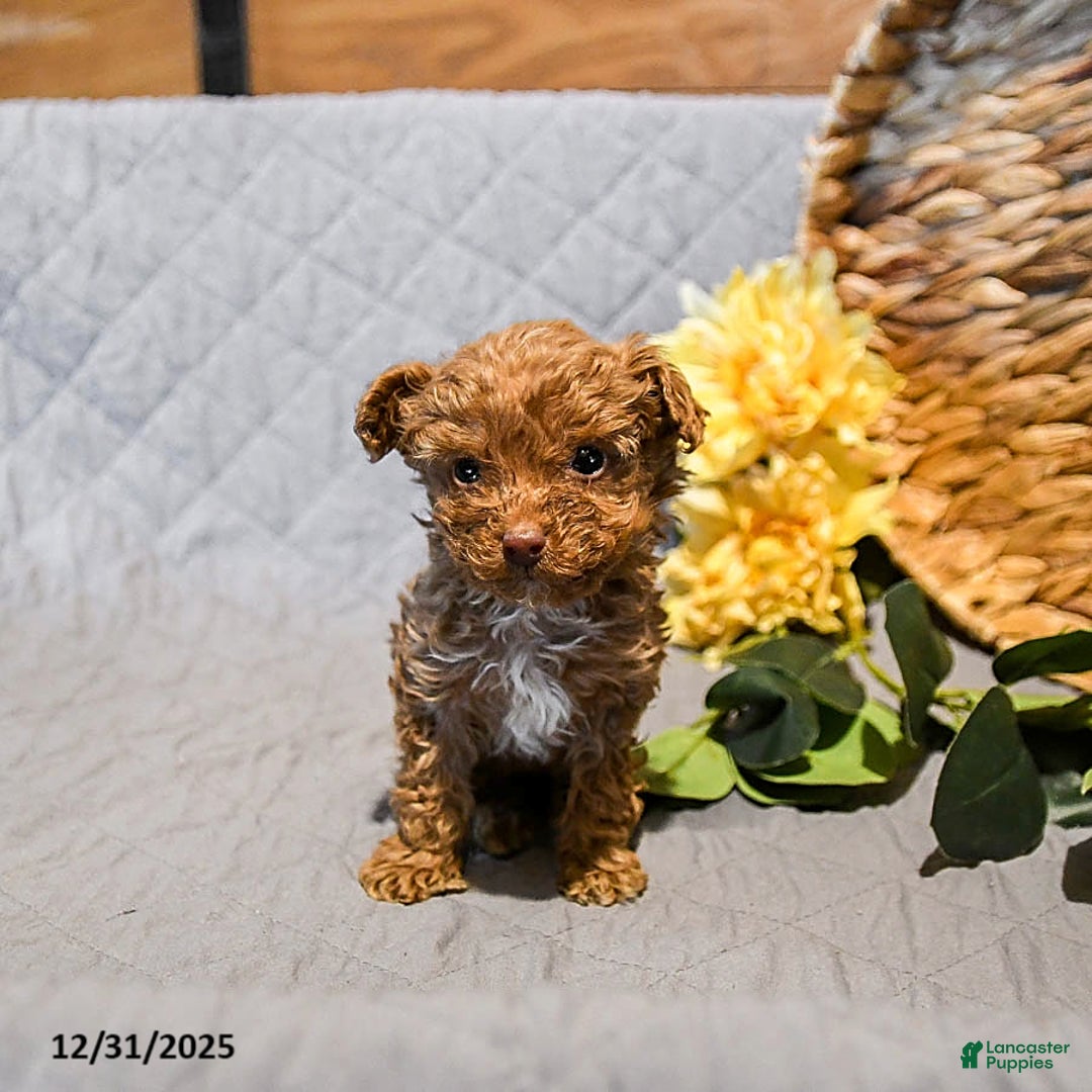 Mini Goldendoodle dogs for sale: Smokey - Ad 4