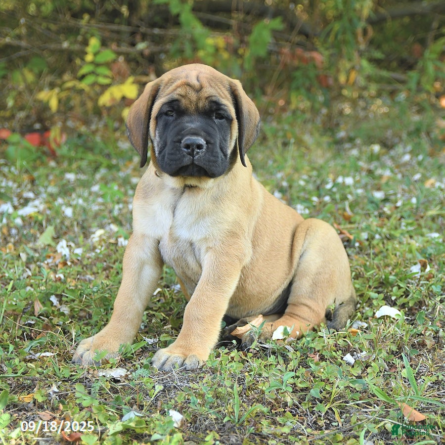 English Mastiff Puppies for sale Lancaster Puppies