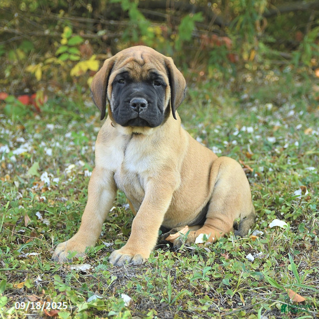 English Mastiff Puppies for sale Lancaster Puppies
