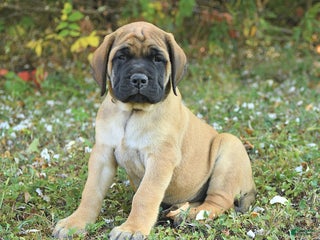 English Mastiff dogs - Ad 2