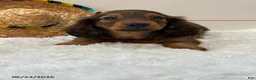 Miniature Dachshund dogs for sale: Tucker - Ad 4