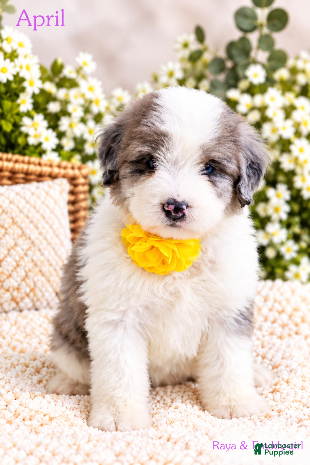 Bernedoodle dogs April - Ad 1