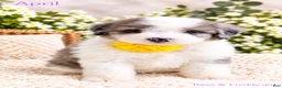 Bernedoodle dogs for sale: April - Ad 1