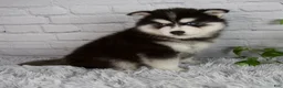 Pomsky dogs for sale: Tucker - Ad 6
