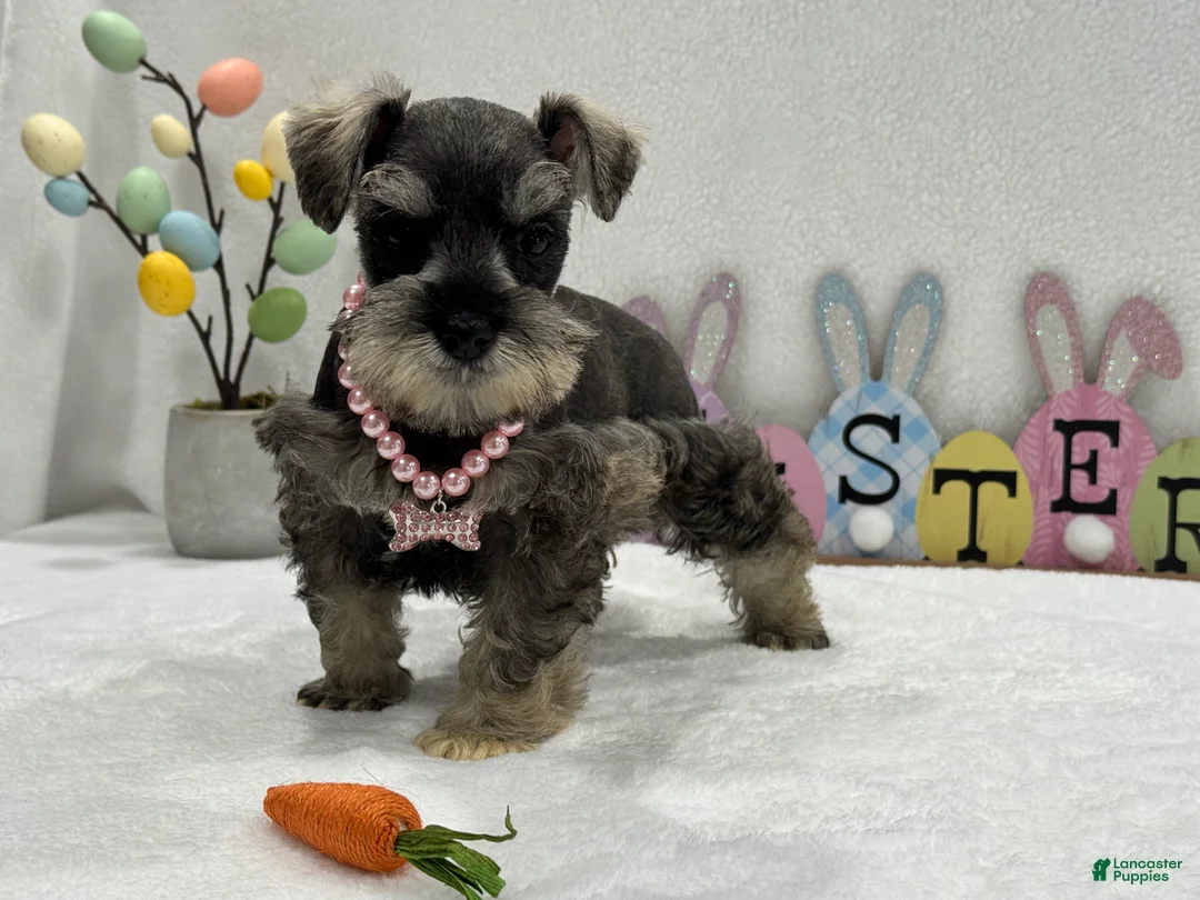 Miniature Schnauzer dogs for sale: Gypsy Female 1 - Ad 4