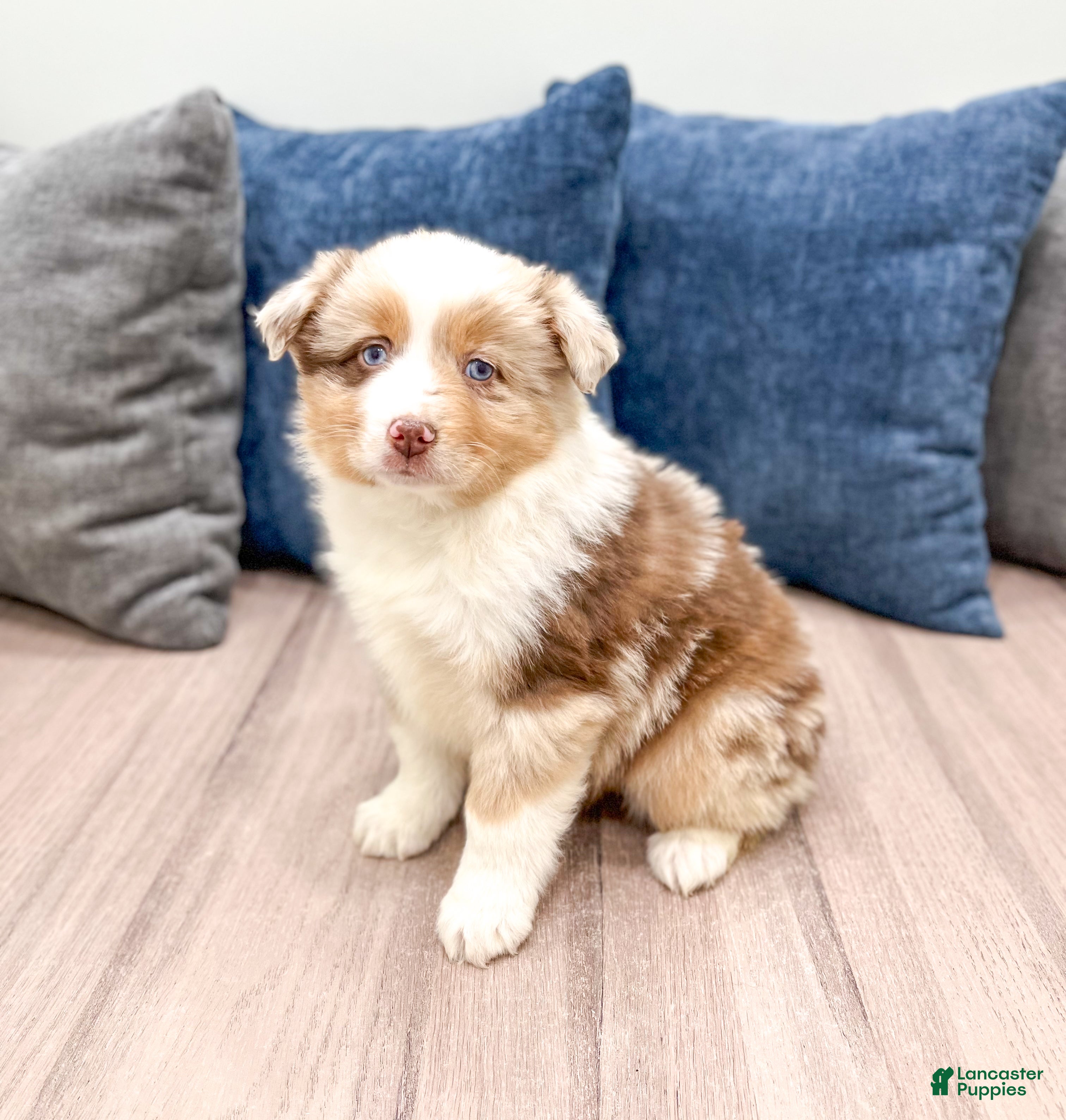 Miniature Australian Shepherd dogs Rose - Ad 1
