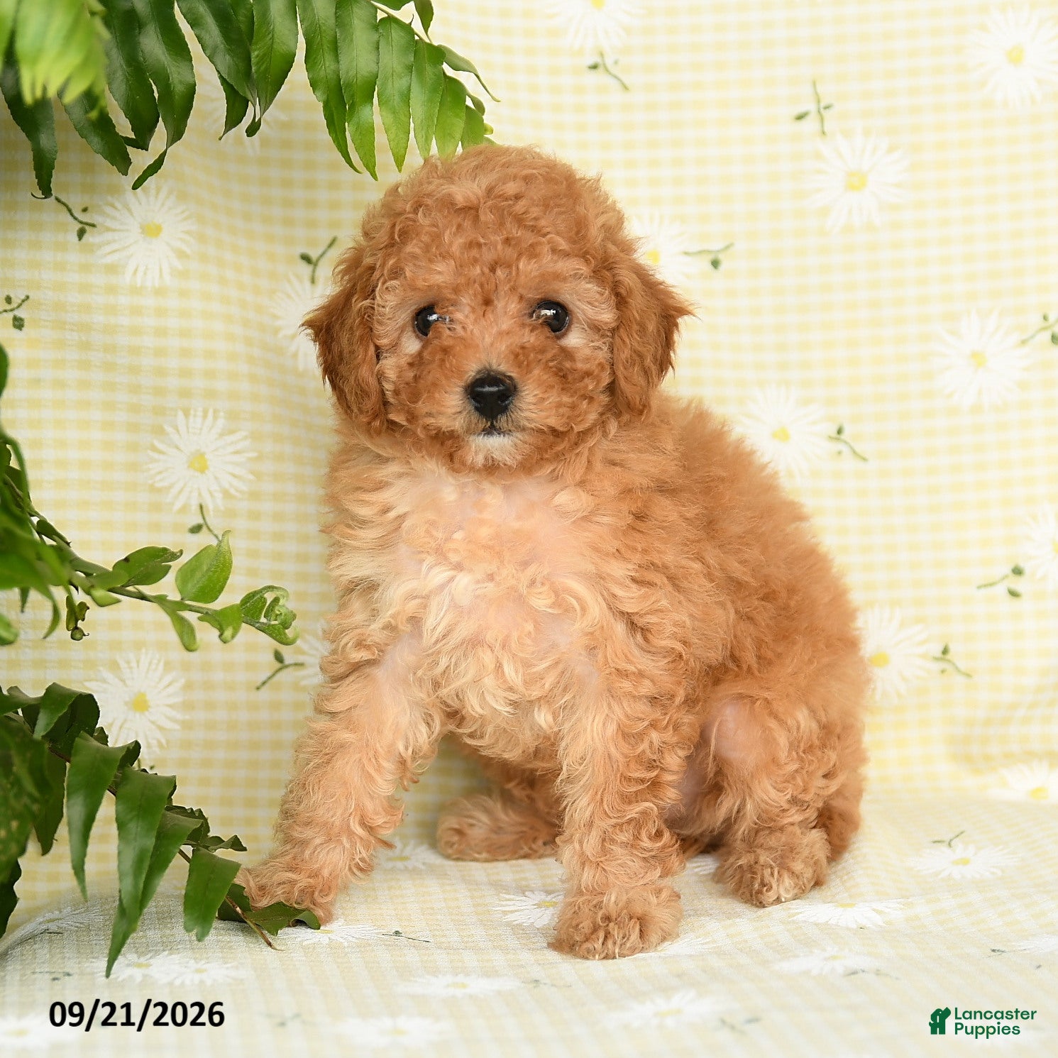 Toy Poodle dogs Jamie - Ad 2