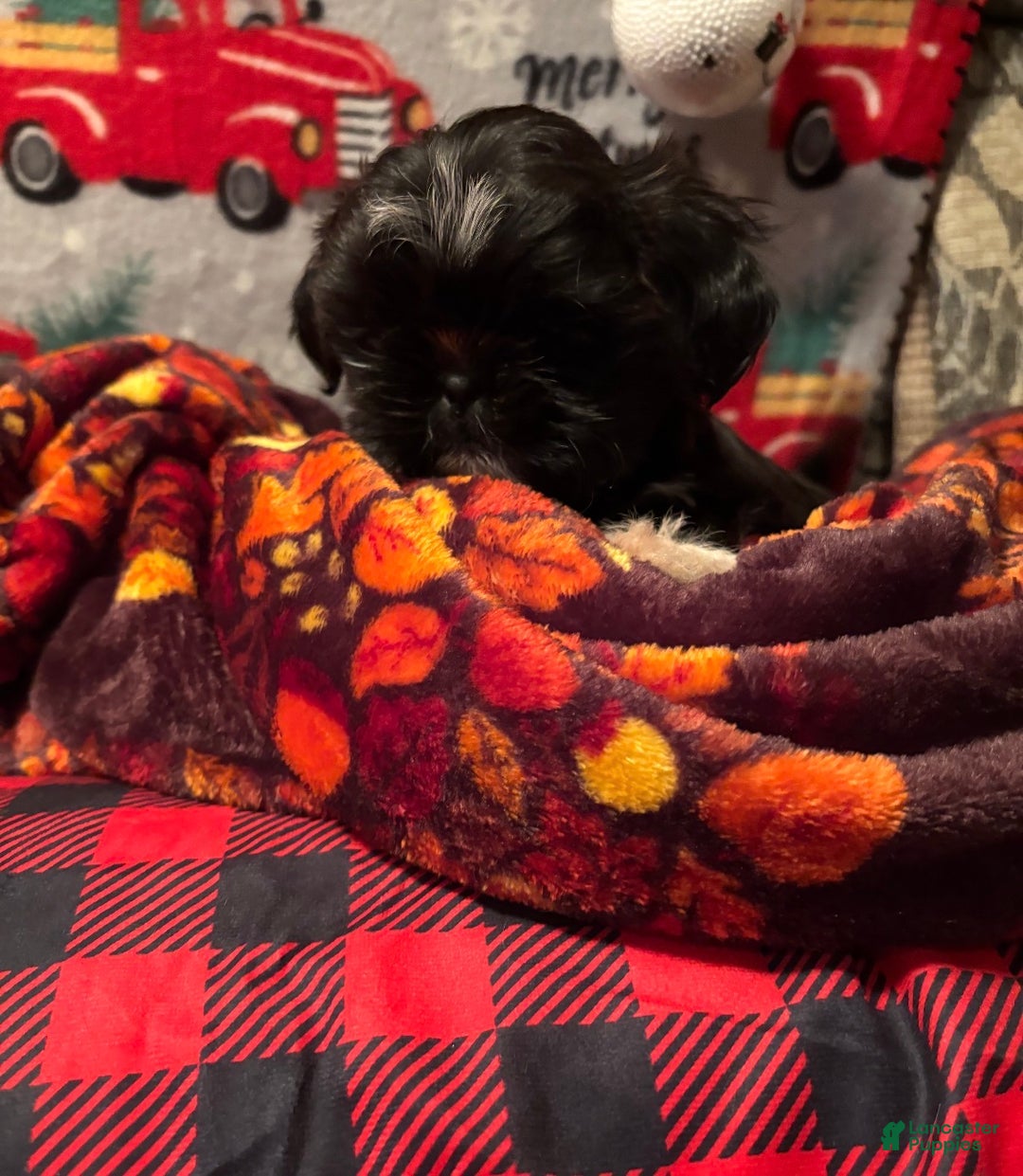 Shih Tzu dogs for sale: Diva - Ad 2