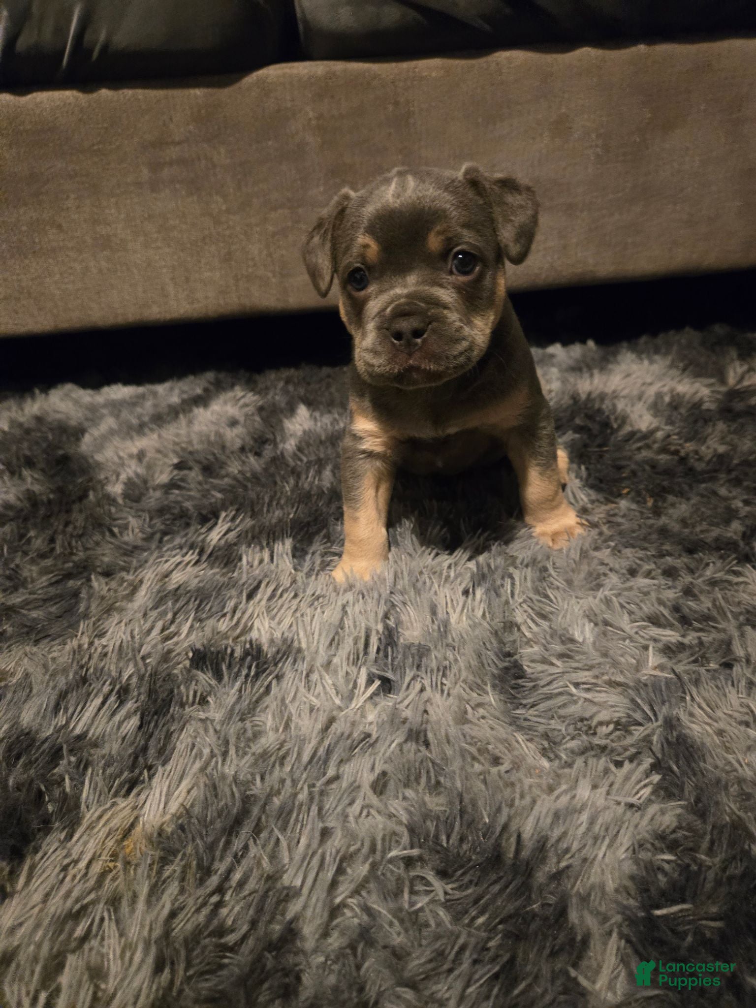 Mixed Breed dogs Mixed Breed 1 - Ad 29