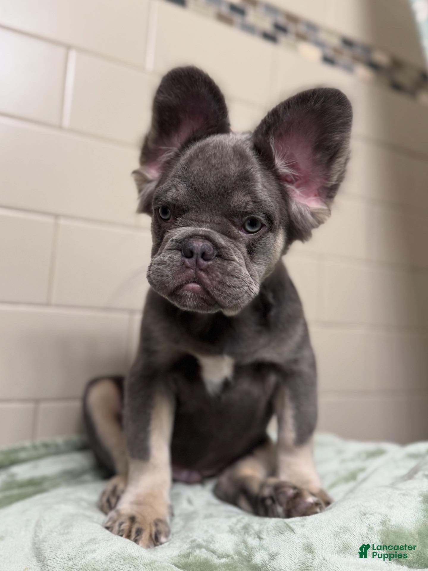 French Bulldog dogs Lilac tan fluffy french bulldog  - Ad 4