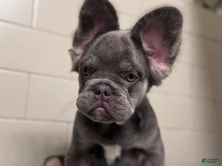 French Bulldog dogs Lilac tan fluffy french bulldog - Ad 4