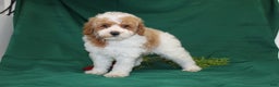 Miniature Poodle dogs for sale: Olaf - Ad 8