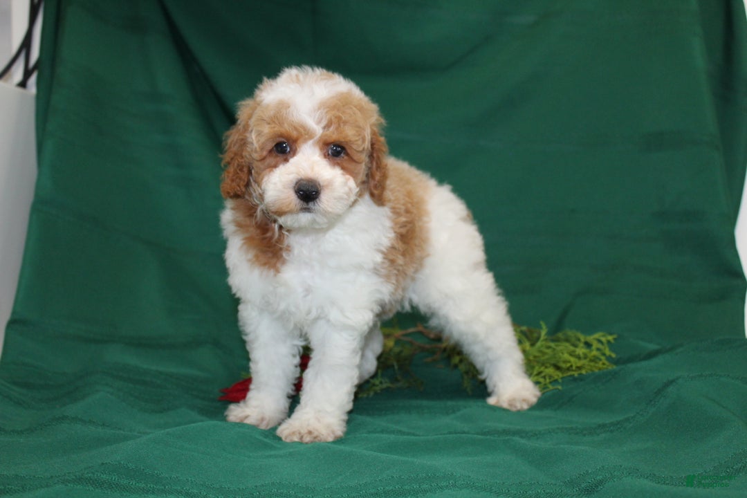 Miniature Poodle dogs for sale: Olaf - Ad 8