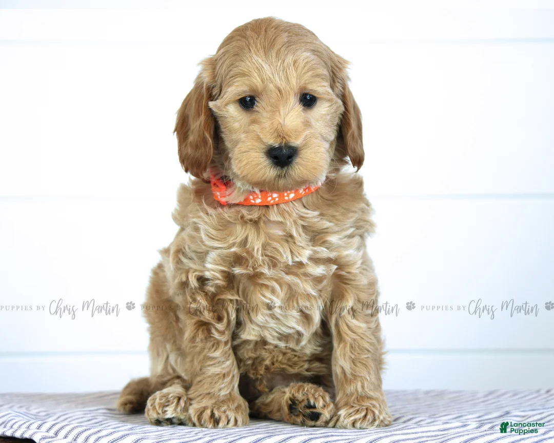 Mini Goldendoodle dogs for sale: Denver - Ad 1
