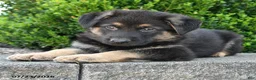 German Shepherd dogs for sale: Duke - Ad 4