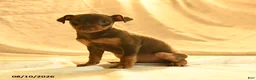 Miniature Pinscher dogs for sale: Rufus - Ad 3