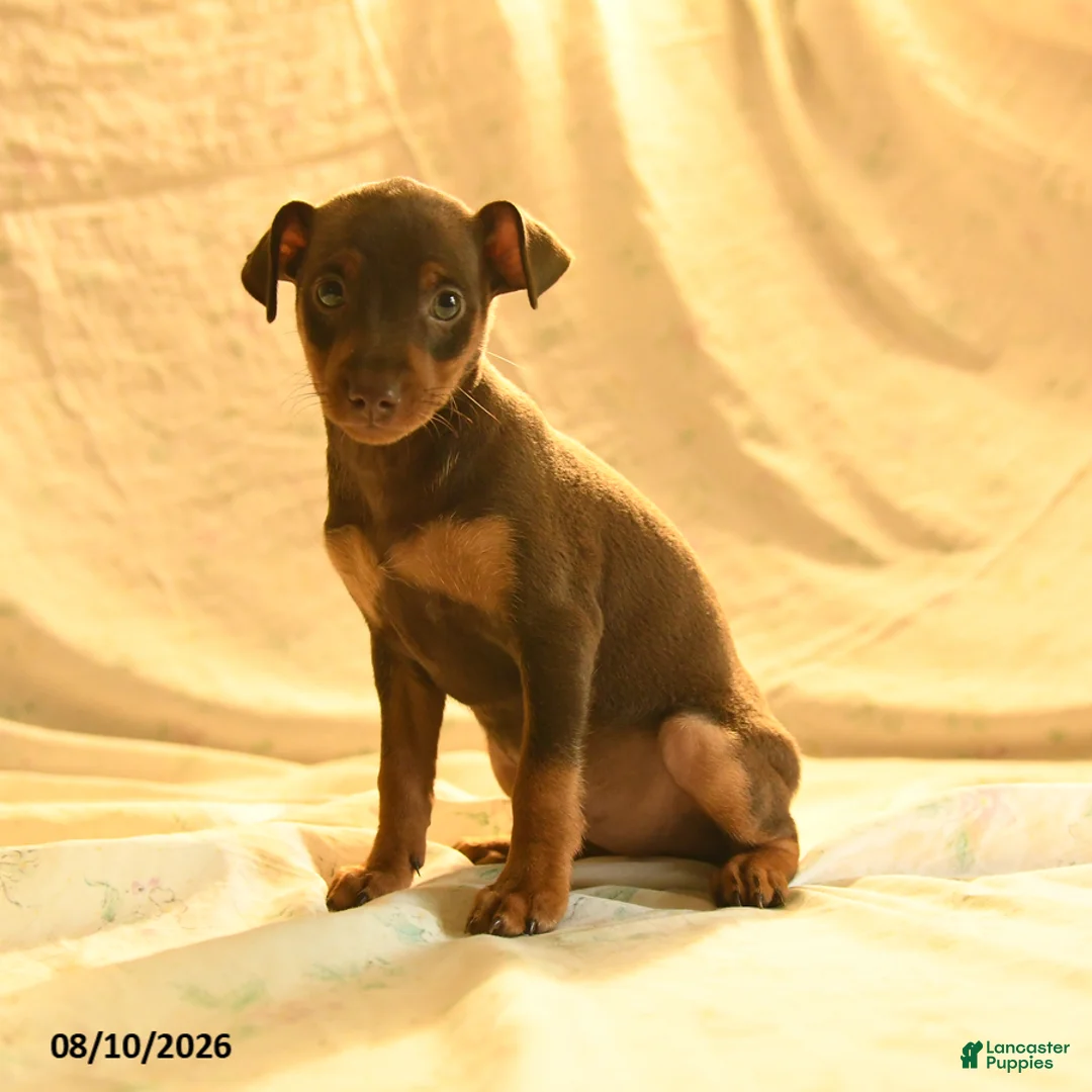 Miniature Pinscher dogs for sale: Rufus - Ad 3