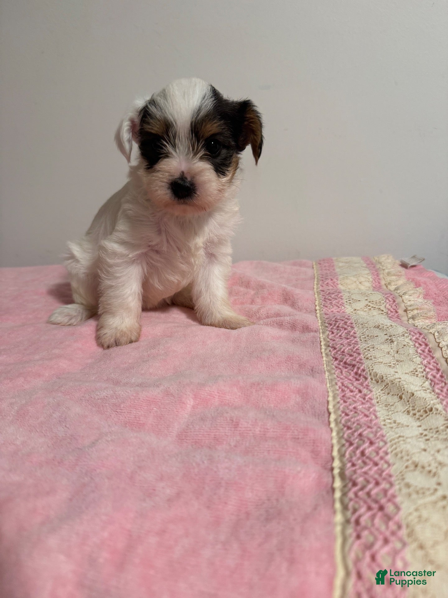 Yorkshire Terrier dogs Yorkshire Terrier 4 - Ad 19