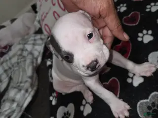 American Staffordshire Terrier dogs American Staffordshire Terrier Puppy 1 - Ad 13