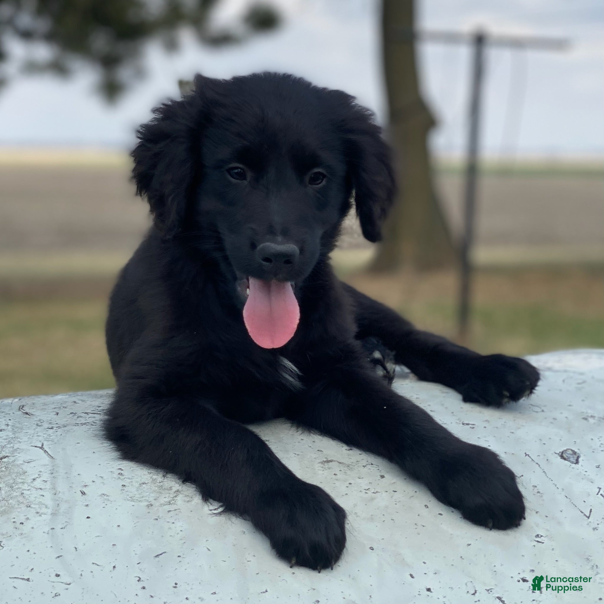 Mixed Breed dogs Smoky - Ad 23