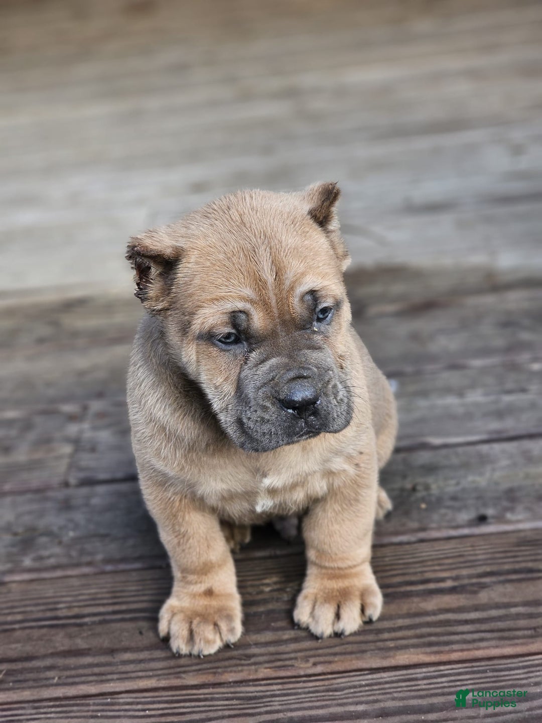 Cane Corso dogs for sale: DEXTA - Ad 2