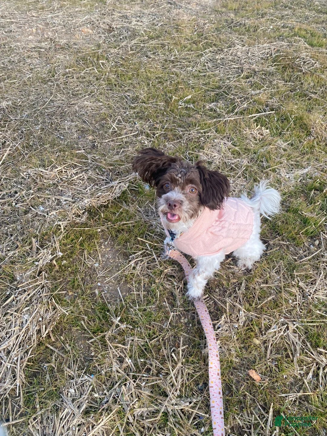 Mixed Breed dogs for sale: Harlem - Ad 3
