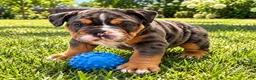 English Bulldog dogs for sale: Loverboy - Ad 9