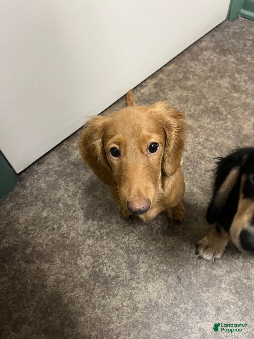 Miniature Dachshund dogs for sale: Briar - Ad 1