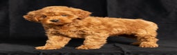 Mini Goldendoodle dogs for sale: Nickie - Ad 6