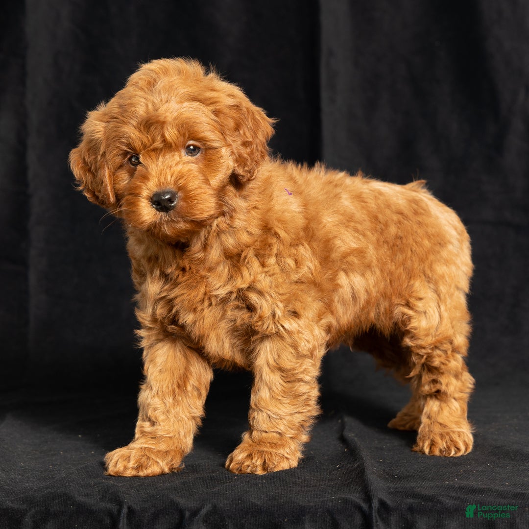 Mini Goldendoodle dogs for sale: Nickie - Ad 6