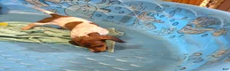 Miniature Dachshund dogs for sale: Nellie - Ad 3