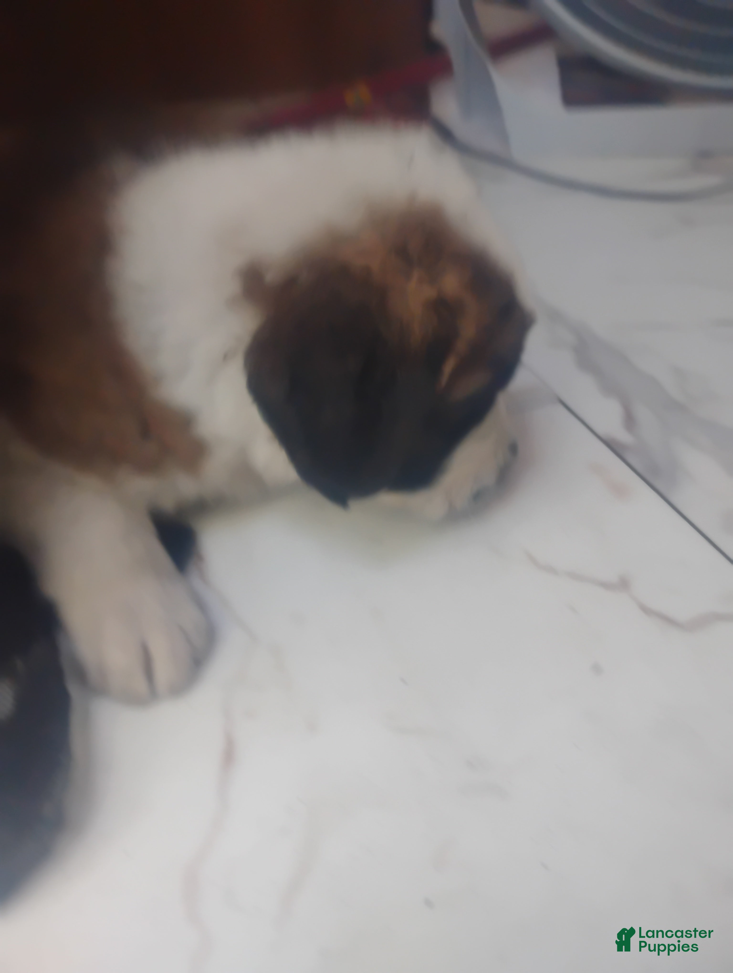 Saint Bernard dogs Saint Bernard Puppy 8 - Ad 11