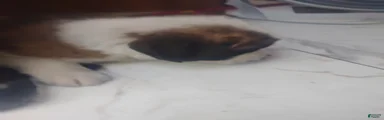 Saint Bernard Puppy 8