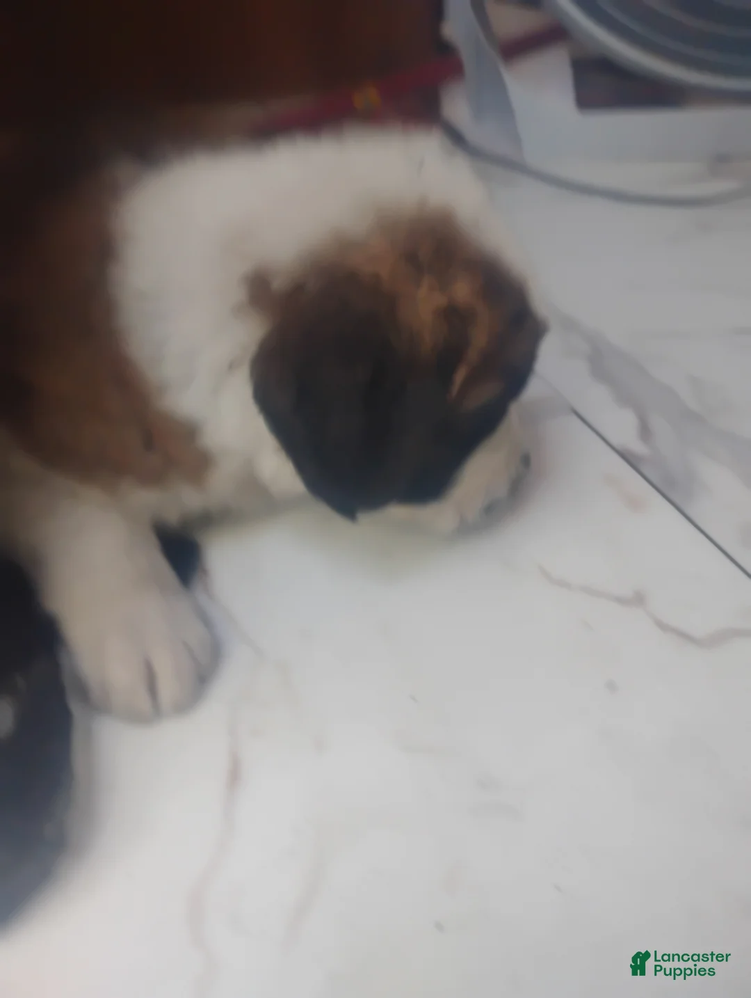 Saint Bernard dogs for sale: Saint Bernard Puppy 8 - Ad 1