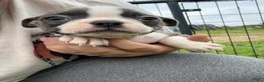 Boston Terrier 3