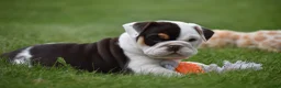 Beabull dogs for sale: Nova - Ad 7