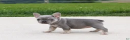 French Bulldog dogs for sale: Lilly - Ad 4