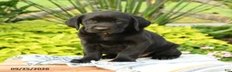Labrador Retriever dogs for sale: Leo - Ad 3