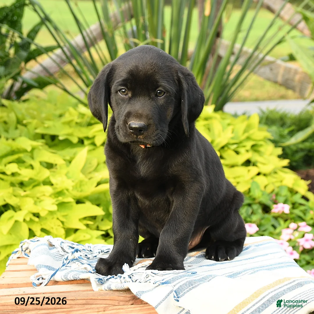 Labrador Retriever dogs for sale: Leo - Ad 3